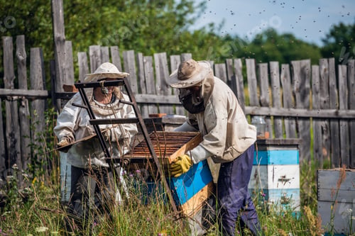 Preview: Beekeepers moving hand trolley with bee hives from apiary to extraction room. Preparing for honey