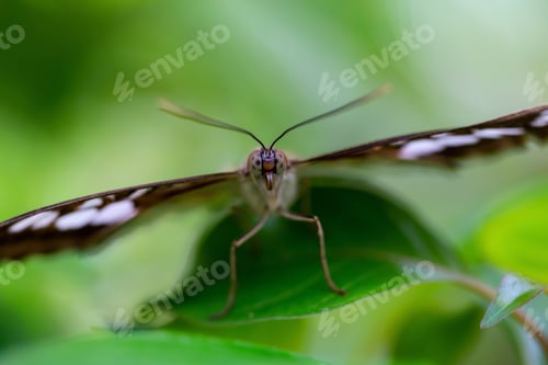 Preview: Macro Picture of a Butterfly