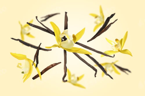 Preview: Vanilla pods and yellow flowers falling on color background