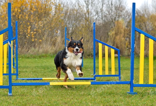 Preview: Australian Shepherd dog on agility training