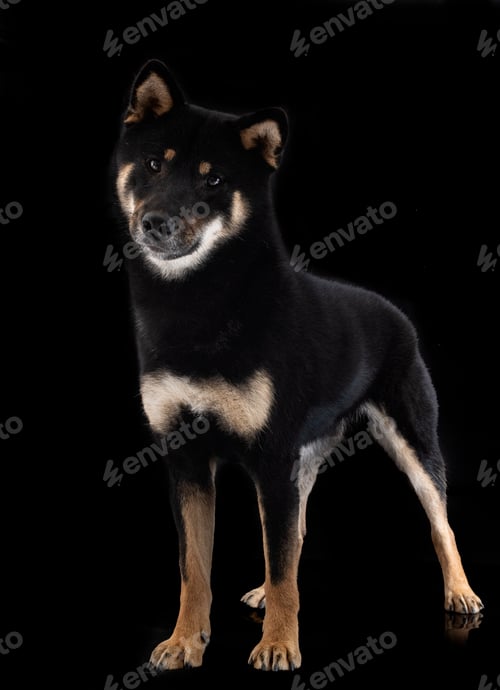 Preview: shiba inu in studio