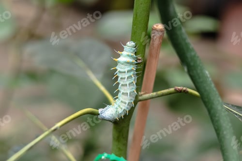 Preview: large blue caterpillar Coscinocera hercules is crawling along the branch