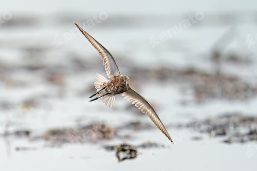 Preview: Curlew sandpiper (Calidris ferruginea)
