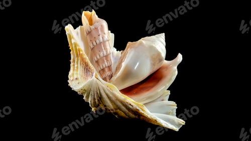 Preview: Still life of seashells on a black background