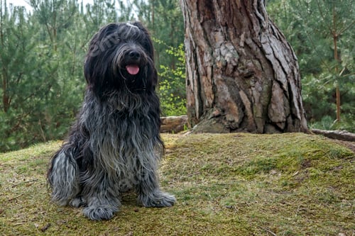 Preview: Dutch sheepdog, Schapendoes. Cute animal posing in forest.
