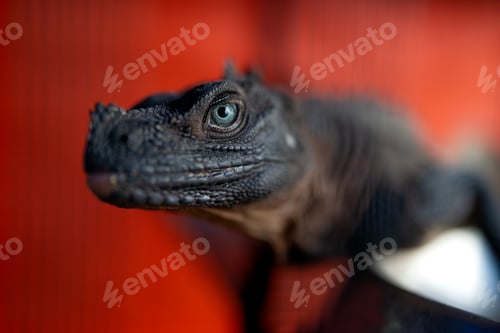 Preview: Close-up shot of Iguana on red background