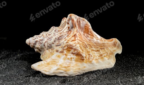 Preview: Strombus raninus seashell on a dark background