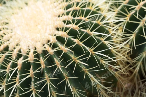 Preview: Big Green Cactus In A Botanic Garden