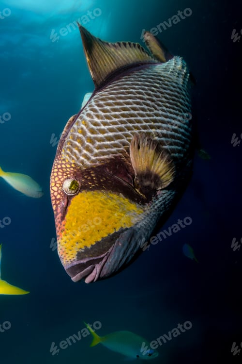 Preview: trigger fish getting super close