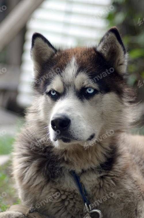 Preview: Alaskan Malamute with blue eyes.