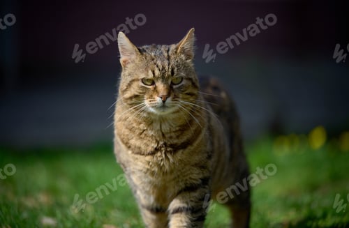 Preview: An adult street cat is relaxing in nature on a sunny day