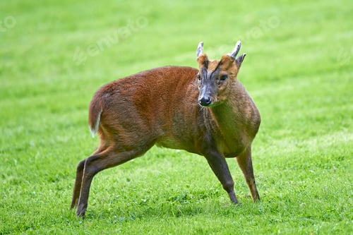 Preview: Reeves muntjac (Muntiacus reevesi)