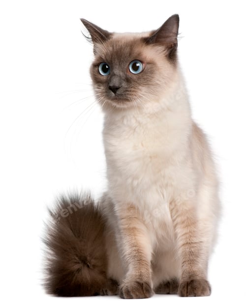 Preview: Ragdoll cat, 15 months old, sitting in front of white background