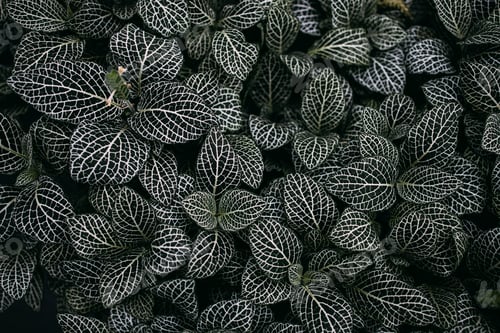 Preview: Dark Fittonia Nerve Plant Background