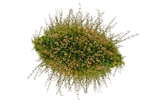 Preview: Green bush isolated on white background.