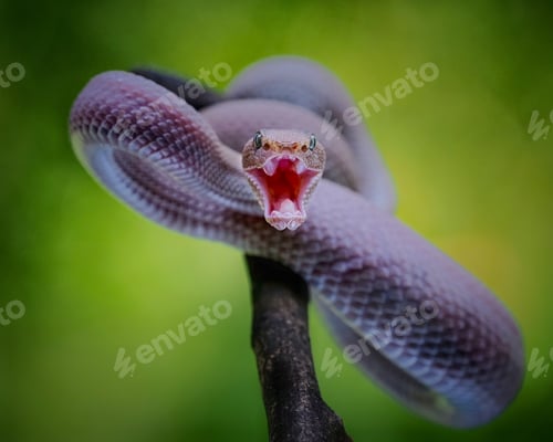 Vista previa: víbora serpiente rosa