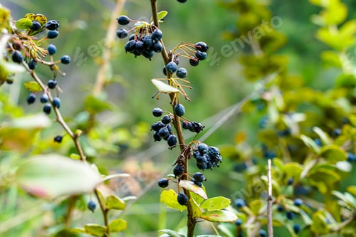Preview: Closeup view of wild fruit