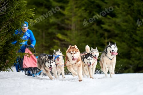 Preview: Winter sled dog racing Siberian Husky dogs running, snow forest background