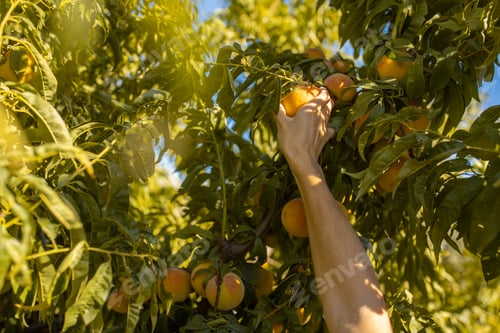 Preview: Closeup shot of female picking peaches from a tree in a field