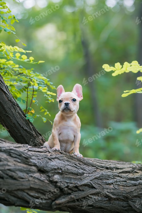 Preview: Adorable french bulldog puppy on a tree in a forest with a blurry background