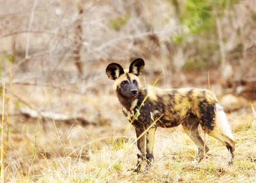 Preview: Endangered Wild Dog in South Africa