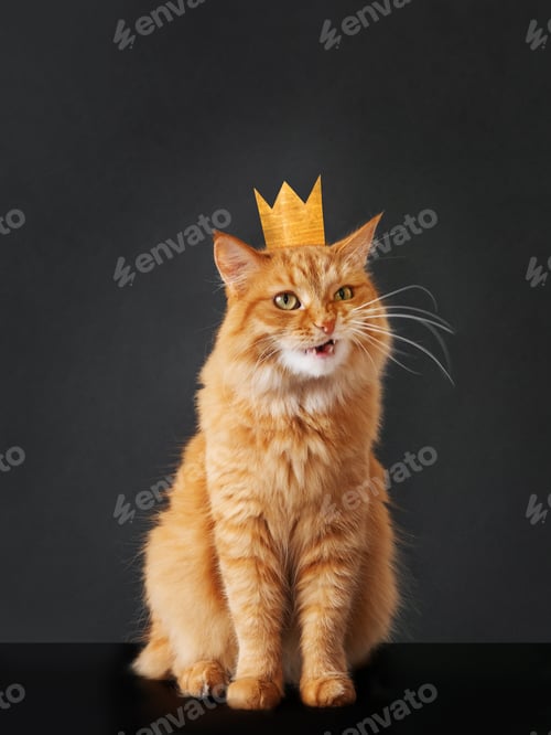 Preview: Cute ginger cat with awesome expression on face and golden crown on head posing like lion on black.