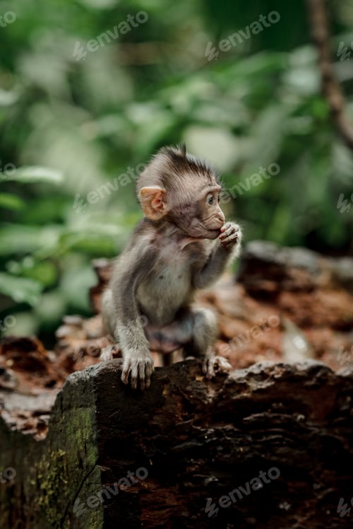 Preview: Monkeys in Ubud Monkey Forest, Bali