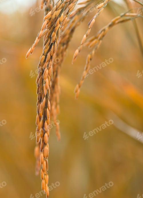 Preview: rice field at north Thailand, nature food background