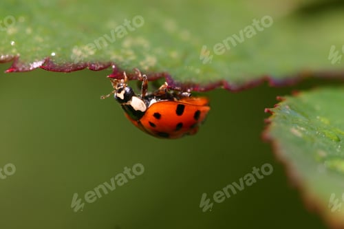 Preview: Macro shot of a ladybug on a green leaf, outdoors during daylight