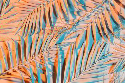 Preview: Pastel colored palm leaves