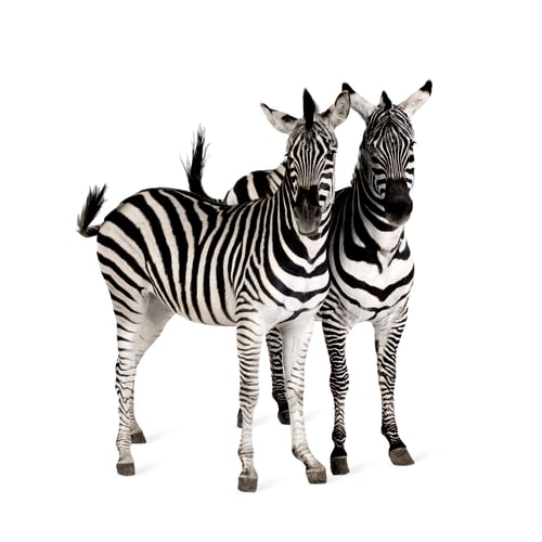 Preview: Zebra