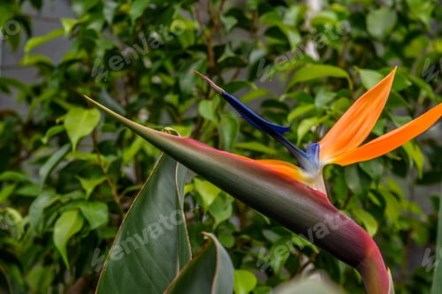 Preview: Closeup of bird of paradise tropical flower