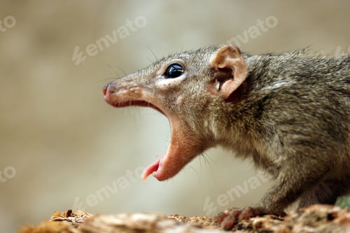 Preview: view of a Northern treeshrew