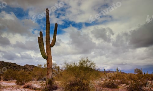 Preview: Saguaro cactus in mountains Arizona desert United States, North America
