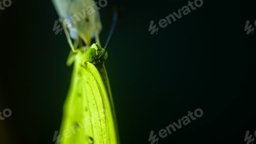 Preview: Common grass yellow butterfly came out from the cocoon extreme close-up macro photograph.
