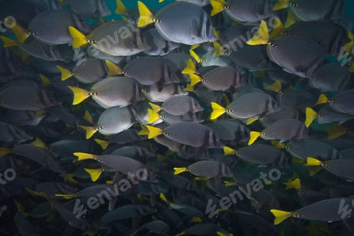 Preview: School of surgeon fish, Seymour, Galapagos, Ecuador, South America