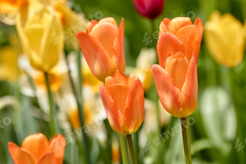 Preview: Orange Tulips in Bloom