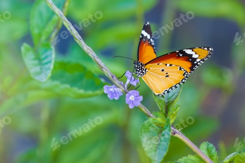 Preview: Beautiful African monarch butterfly closeup photograph, sipping nectar from wildflowers in meadow.