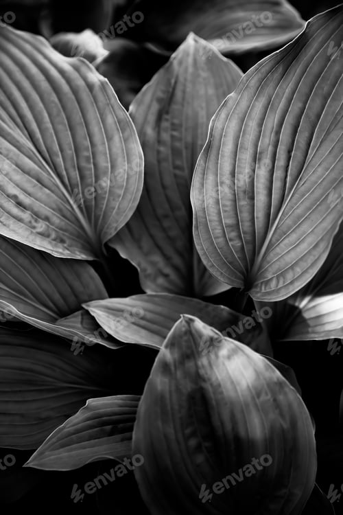Preview: Monochrome Leaves with Strong Light and Shadows