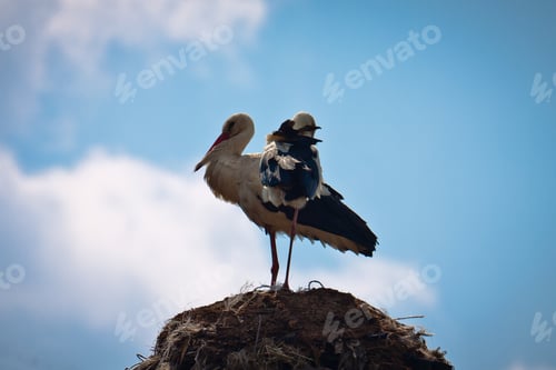 Preview: White storks on their nest