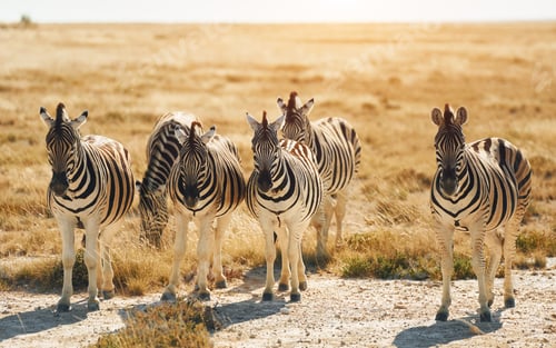 Preview: Mammals is in the field. Zebras in the wildlife at daytime