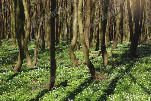 Preview: Flowers Anemone Silvestri's in spring in the forest