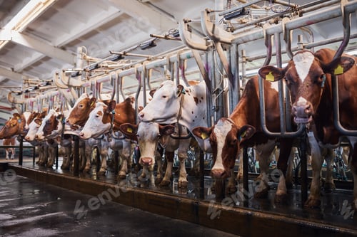 Preview: cows in a farm. Dairy cows in a farm.