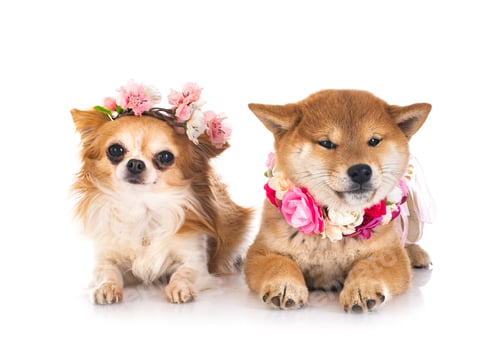 Preview: shiba inu and chihuahua in studio