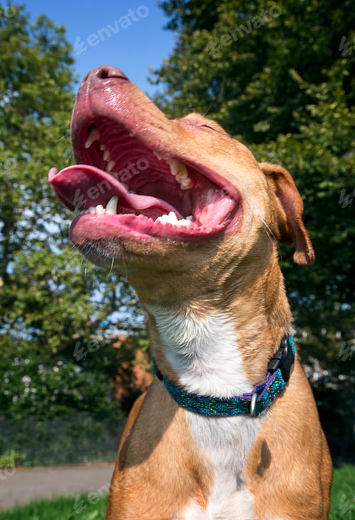 Preview: Dog panting with mouth wide open and tongue out