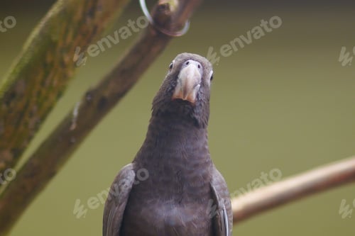 Preview: gray parrot against green background ,