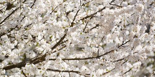 Preview: White plum blossom, beautiful white flowers of prunus tree in city garden, detailed plum branch