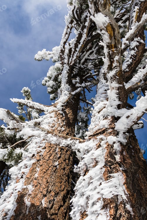 Preview: Tree trunk and branches covered in ice formations