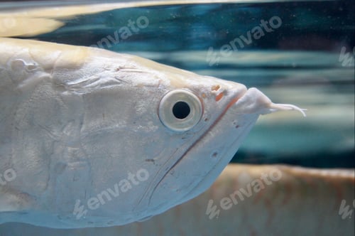 Preview: Fish in the aquarium