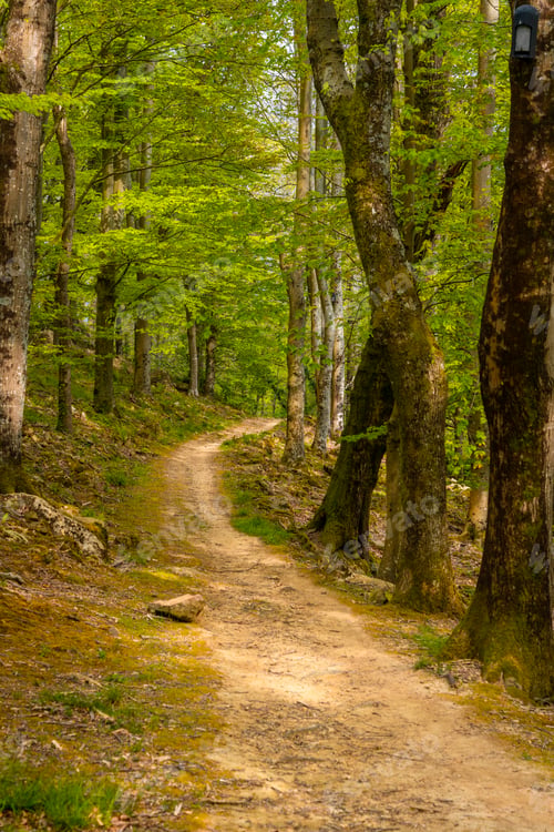 Preview: Path to a beautiful dolmen in the Basque country. Errenteria, Gipuzkoa